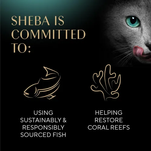 Vista 8 de Sheba Selections Filets Complemento húmedo para gatos, pollo, 1.3 onzas, 12