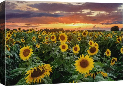 Vista 13 de SIGNFORD Lienzo impreso para pared, puesta de sol, campo de girasol, naturaleza, desierto, paisaje decorativo, relajante, tranquilo, para sala