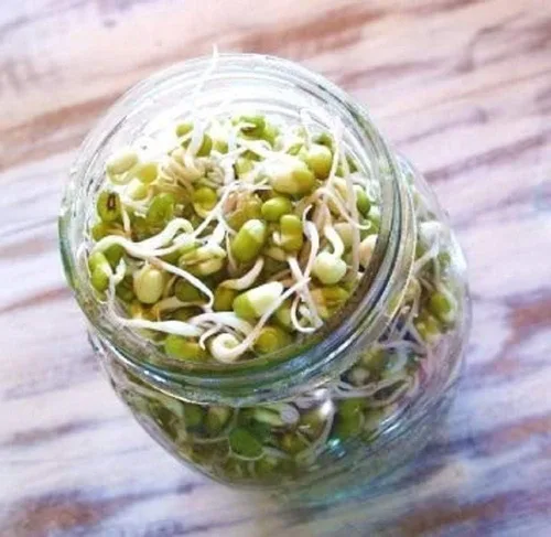 Vista 3 de Mezcla de germinación de Megan's de 8 onzas, mezcla perfecta de semillas de germinación de frijol mung, alfalfa, brócoli y rábano, sin OMG, Country
