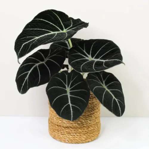 Vista 6 de 2 plantas de Alocasia de coral negro vivo para cultivo en interiores y exteriores, de 4 a 8 pulgadas de alto, rara y resistente