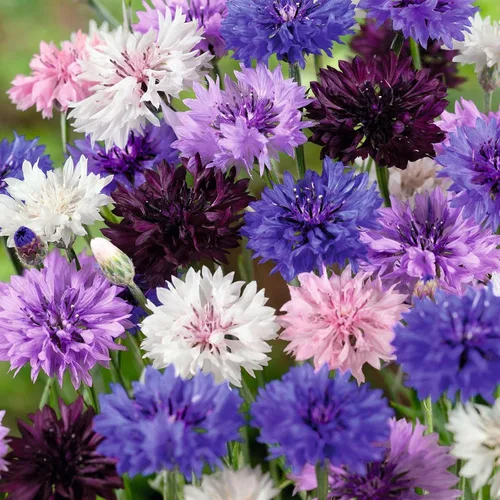 Vista 3 de Más de 3000 semillas de flores de corte de aciano para plantar contenedores de jardín al aire libre