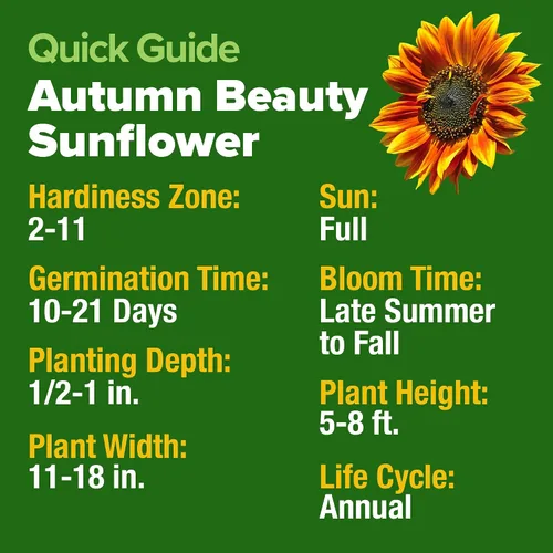 Vista 4 de HOME GROWN Autumn Beauty Semillas de girasol, 40 semillas, Helianthus