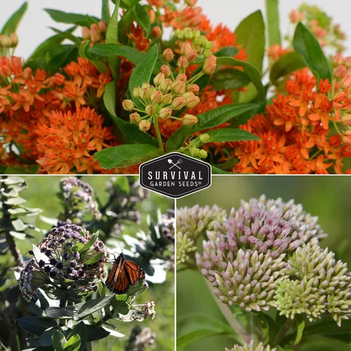 Vista 4 de Semillas de algodoncillo para plantar - Lechoncillo de mariposa, común y pantano (rosa) para mariposas monarca y jardines polinizadores - Flores