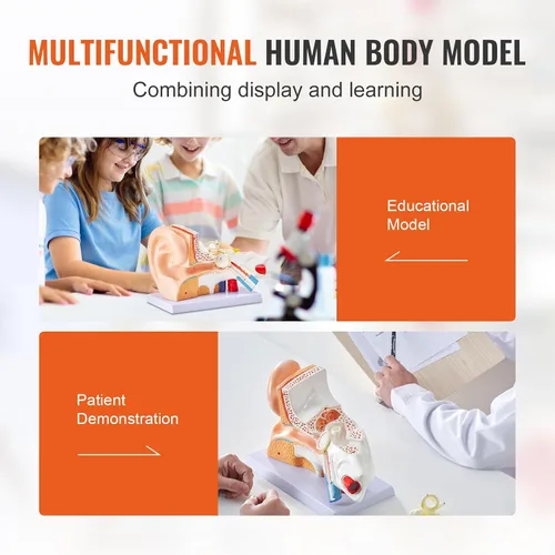 Vista 6 de VEVOR Modelo de anatomía de oído humano, modelo de oreja humana ampliada 5 veces, modelo de oreja anatómica de plástico PVC para educación, anatomía