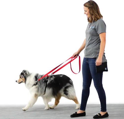 Vista 6 de Blue-9 Correa multifunción para perro manos libres, doble accesorio de 6 pies, correa ajustable para obediencia, correr y entrenamiento de agilidad