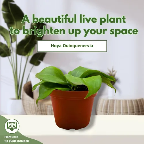 Vista 3 de BubbleBlooms Hoya Quinquenervia 4 pulgadas