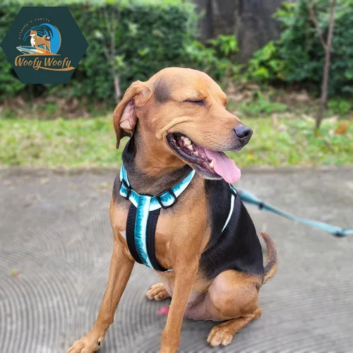 Vista 7 de Casual H - Arnés para perro, arnés sin tirones para mascota, con 2 clips para correa, chaleco acolchado suave ajustable para perros pequeños