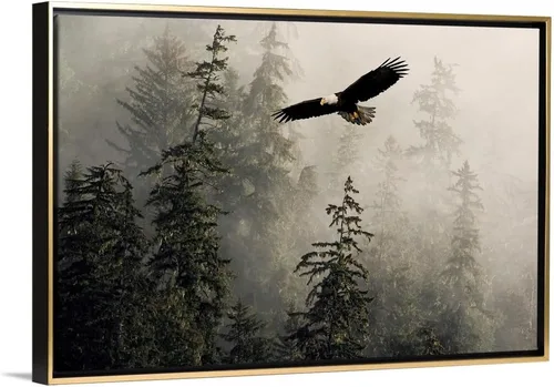 Vista 14 de CANVAS ON DEMAND Lienzo decorativo para pared, diseño de águila calva volando a través de brumoso Tongass Nat Forest Southeast Alaska por John Hyde
