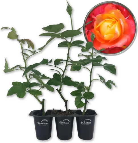 Vista 7 de Pinata Rose Bush - 1 planta de inicio vivo - Rosa Floribunda bellamente fragante - Una belleza versátil con grandes flores