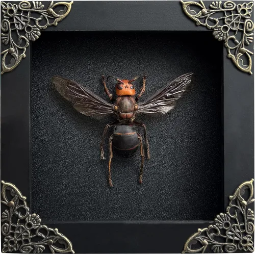 Vista 111 de 2 Real Dragonfly Specimens Shadow Box Framed Insect Display Oddities Curiosities Entomology Collection Natural History Wall Decor Gift for Nature