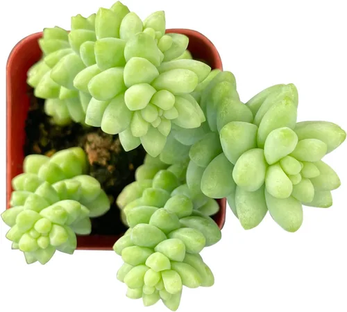 Vista 7 de Sprout N Green Colección de suculentas coloridas, 3 plantas suculentas vivas totalmente enraizadas en maceta de inicio de 2 pulgadas, decoración