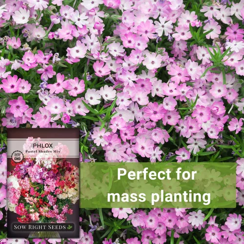 Vista 5 de Sow Right Seeds - Pastel Shades - Semillas de Phlox mixtas para plantar - Hermosas flores para plantar en tu jardín polinizador doméstico - Semillas