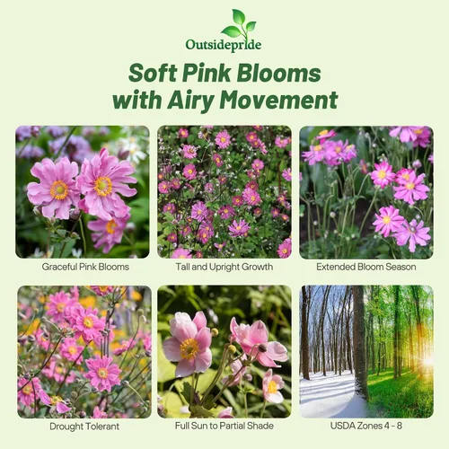 Vista 2 de Outsidepride Semillas de anémona rosa para plantar, 100 semillas de flores perennes resistentes y autosiembradas con flores vibrantes y follaje