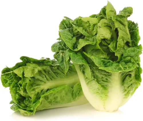 Vista 2 de Little Gem Butterhead - Semillas de lechuga (Lactuca sativa) – Más de 1,000 semillas de reliquia sin OMG de Isla's Garden Seeds, cabezas compactas