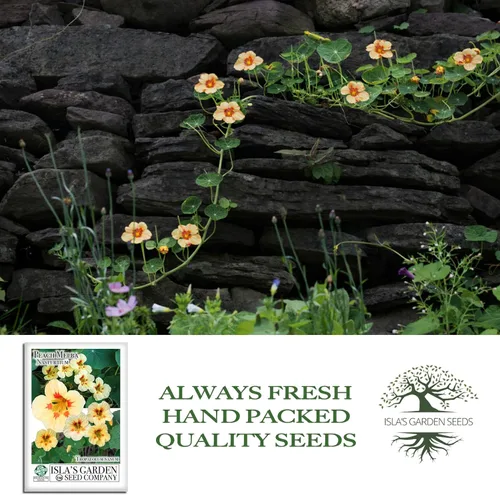 Vista 4 de Peach Melba - Semillas de capuchina enana para plantar, (Tropaeolum nanum), más de 30 semillas de flores por paquete, semillas de jardín de Isla