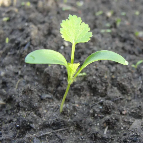 Vista 7 de Semillas de cilantro (Ocio) (300 Semillas)