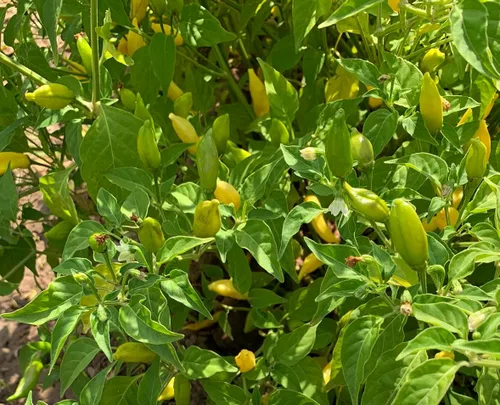 Vista 3 de Semillas de pimiento limusino ají andino, chileno picante sin OMG con sabor a limón