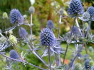 Vista 3 de 25 semillas de flores Blue Star SEA Holly Eryngium