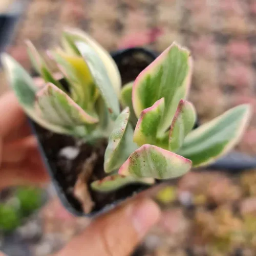 Vista 3 de Plantas vivas de crassula para decoración del hogar (collar de bebé de 2 pulgadas abigarrado)