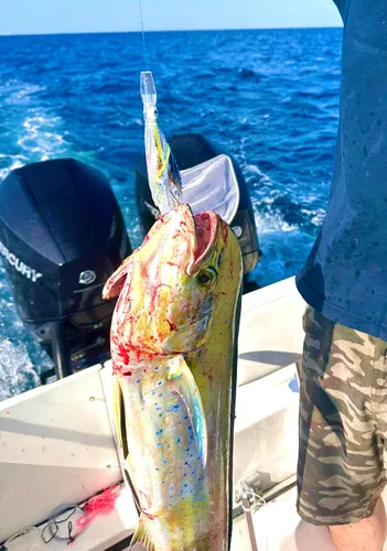 Vista 7 de Lobo Lures Micro-Typhoon UV 5 "Mahi Tuna Ahi Señuelo Trolling Señuelo Big Game