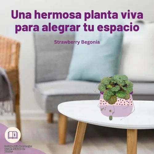 Vista 6 de Begonia de fresa, 4 pulgadas, Saxifraga stolonifera, planta de interior Legacy Heritage