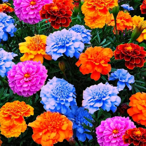 Vista 2 de Más de 1500 semillas mixtas de caléndula para plantar, semillas de caléndula africana, caléndula francesa, sin OMG, flor de jardín para plantar