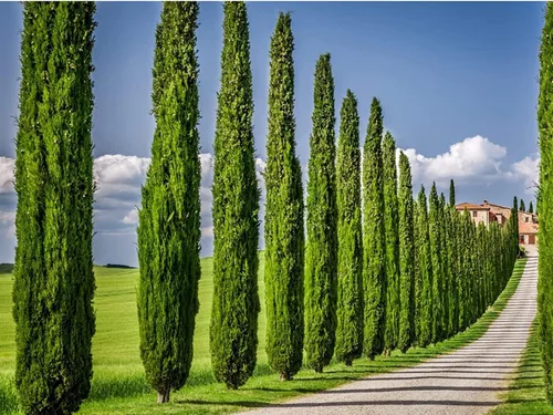 Vista 8 de Florida Foliage Árbol de ciprés italiano 40 plántulas vivas Cupressus Sempervirens Plantas formales elegantes de estilo mediterráneo, verde