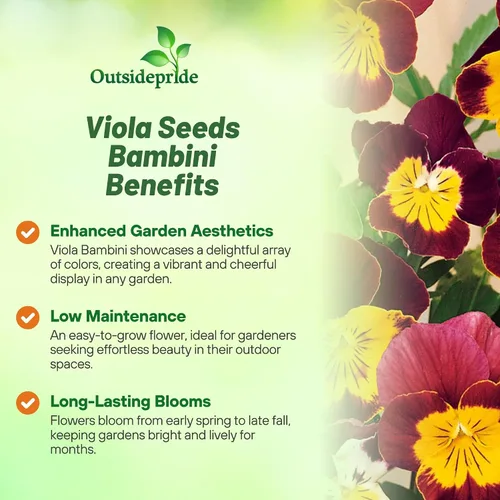 Vista 3 de Outsidepride Bambini Mix Viola - Semillas de pensamiento para plantar, 1000 piezas. Flores perennes, resistentes al frío y aptas para polinizadores