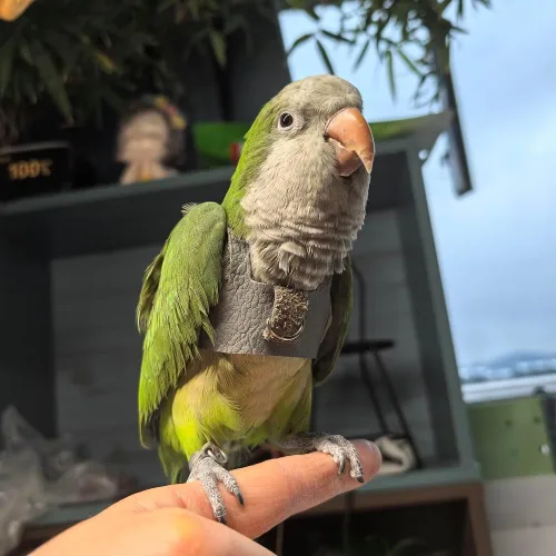 Vista 5 de Chaleco de arnés de vuelo de pájaro, traje de vuelo de loro con correa para periquitos, cacatúas, conures budgies, ropa de vuelo de pájaros
