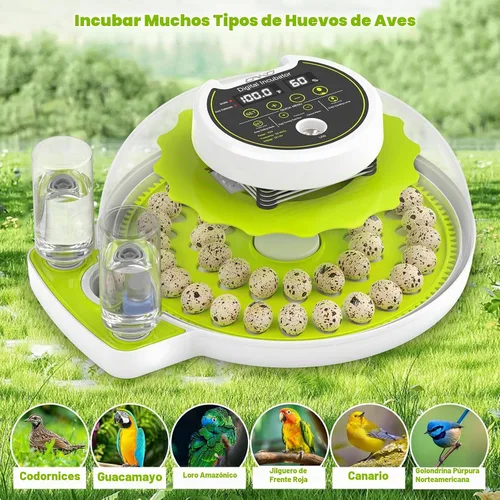 Vista 7 de Incubadora de huevos de codorniz para incubar 40 huevos de codorniz con Verde