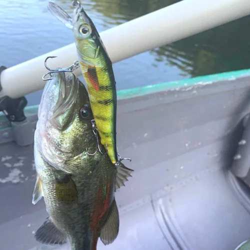 Vista 6 de PROBEROS Señuelos de pesca de lubina Minnow - Jerkbait Sinking Señuelos Set Cebos duros Crankbait para trucha bagre almizclado Bluegill Pesca