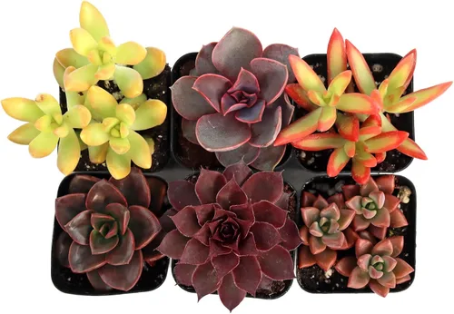 Vista 2 de Mountain Crest Gardens Nuthin' But Color - Paquete de 6 plantas vivas en macetas de 2 pulgadas, tonos brillantes y cálidos, suculentas reales