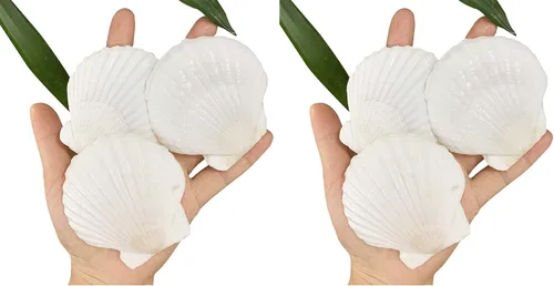 Vista 7 de Conchas marinas pequeñas y blancas en masa, conchas naturales para manualidades, decoración del hogar, relleno de jarrones