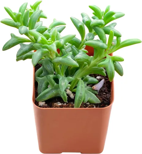Vista 16 de Plantas suculentas vivas de 2 pulgadas, cactus con cono de pino, mini suculentas en maceta, planta de interior de fácil cuidado, regalos únicos