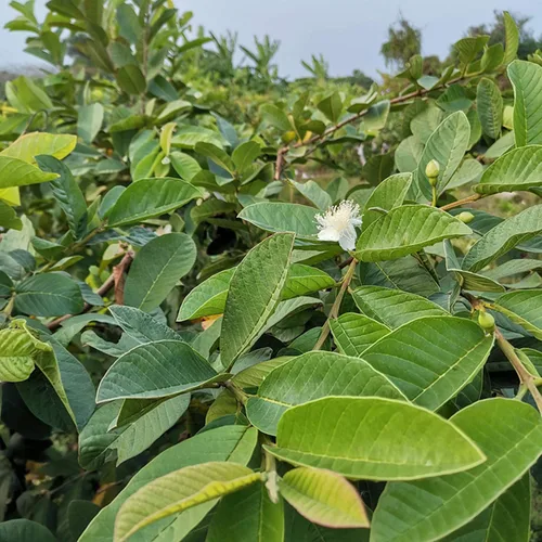 Vista 6 de Té de hojas enteras de guayaba, té de hojas sueltas de hierbas de guayaba, 2.0 onzas, 100% natural