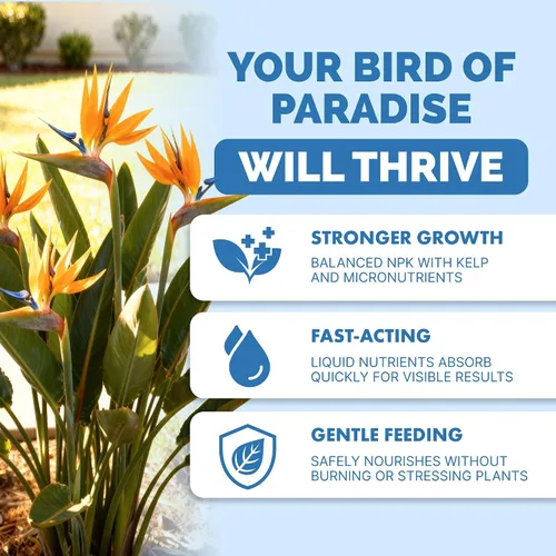 Vista 2 de Bird of Paradise Fertilizer - Alimento líquido para plantas para hojas tropicales más grandes, raíces más fuertes y crecimiento vertical saludable