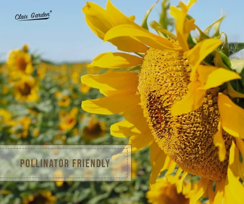 Vista 7 de Semillas de girasol gigantes para plantar, color gris mamut, 75 semillas, 100% sin OMG, polinizado abierto, atrae colibríes, abejas y mariposas