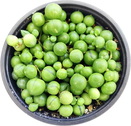 Vista 4 de String of Pearls Senecio Rowleyanus (maceta de plástico de 2 pulgadas) – La mejor planta de interior para decoración de hogar y oficina