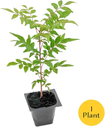 Vista 5 de 1 árbol de pistache chino Árbol joven vivo en cubo de vivero de 2.5 pulgadas Variedad Pistacia Chinensis Toldos de sombra caducifolios