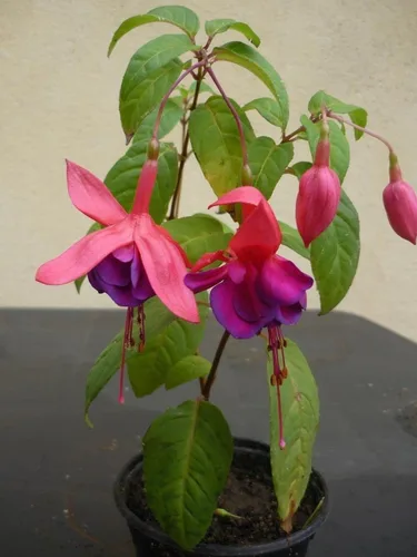 Vista 6 de Mezcla de 100 semillas de flores fucsia Perenne Home Bonsai