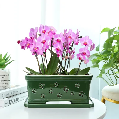 Vista 5 de Maceta de orquídea de cerámica verde de 12 pulgadas con agujeros para trasplante y ventilación, interior o exterior