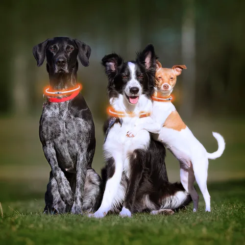 Vista 5 de Collar LED para Mascotas Petlux InnovaGoods