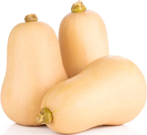 Vista 22 de 50 Hale's Best Cantaloupe Seeds for Planting - Sweet Aromatic Heirloom, Non-GMO, USA Grown by RDR Seeds