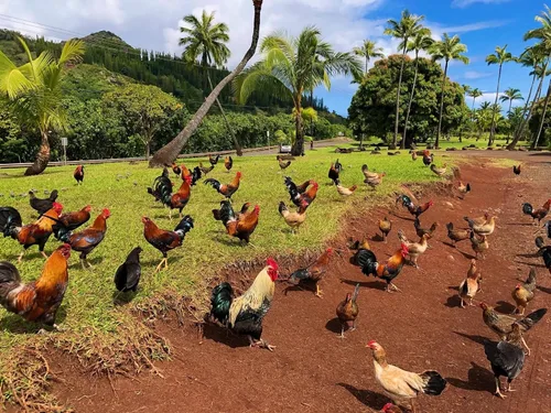 Vista 5 de Farmalab B12 5500 Plus para gallinas aves de corral Gamefowl Plus para Gallos Gallinas Pollos Aves de Corral