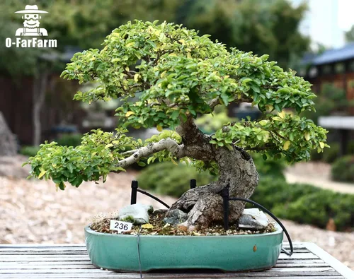 Vista 5 de Mezcla de tierra para bonsái, lista para usar, 2 cuartos de galón, de drenaje rápido, para macetas multiusos para árbol bonsái, ideal
