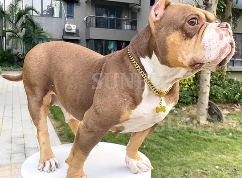 Vista 3 de SUNEW Collar de entrenamiento para perros medianos con diseño de placa de identificación de perro, hebilla segura, collar de cadena de eslabones