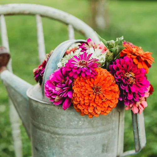 Vista 4 de Dahlia - Mezcla de zinnia florecida, 100 semillas, variedad de reliquia y polinización abierta, atrae mariposas y colibríes, semillas de flores sin