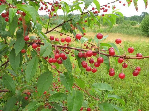 Vista 5 de Fire Cherry Tree Semillas Premium Prunus pensylvanica 'Fruit' Plants' (Premium Seeds, 5)