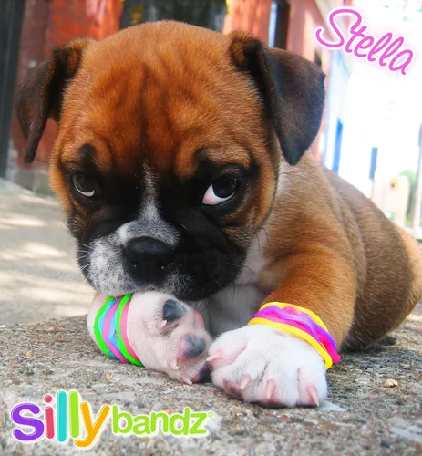 Vista 7 de Silly Bandz Criaturas marinas - Paquete de 24