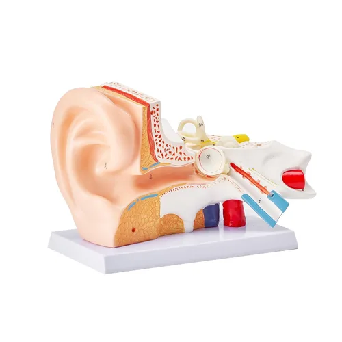 Vista 11 de VEVOR Modelo de anatomía de oído humano, modelo de oreja humana ampliada 5 veces, modelo de oreja anatómica de plástico PVC para educación, anatomía
